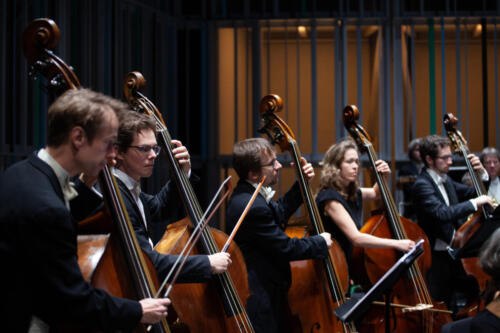 Vijf contrabassisten van Anima Eterna mooi op een rij tijdens een concert in Concertgebouw Brugge.